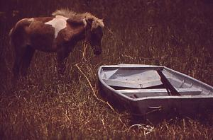 Pony Tied to Boat Delacroix Island 1972 sm