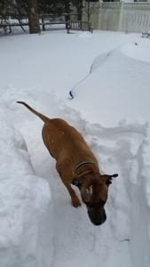 snow dog